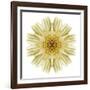 Kaleidoscope Daisy-David Bookbinder-Framed Art Print