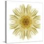 Kaleidoscope Daisy-David Bookbinder-Stretched Canvas