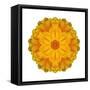 Kaleidoscope Marigold-David Bookbinder-Framed Stretched Canvas