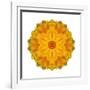 Kaleidoscope Marigold-David Bookbinder-Framed Art Print