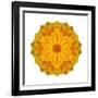 Kaleidoscope Marigold-David Bookbinder-Framed Art Print