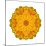 Kaleidoscope Marigold-David Bookbinder-Mounted Art Print