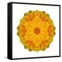 Kaleidoscope Marigold-David Bookbinder-Framed Stretched Canvas