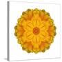 Kaleidoscope Marigold-David Bookbinder-Stretched Canvas