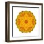 Kaleidoscope Marigold-David Bookbinder-Framed Art Print