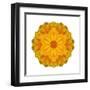 Kaleidoscope Marigold-David Bookbinder-Framed Art Print