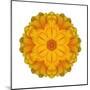 Kaleidoscope Marigold-David Bookbinder-Mounted Art Print