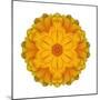 Kaleidoscope Marigold-David Bookbinder-Mounted Art Print