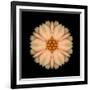 Kaleidoscope Peach Dahlia-David Bookbinder-Framed Art Print