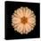 Kaleidoscope Peach Dahlia-David Bookbinder-Stretched Canvas