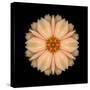 Kaleidoscope Peach Dahlia-David Bookbinder-Stretched Canvas