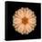 Kaleidoscope Peach Dahlia-David Bookbinder-Framed Stretched Canvas