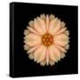 Kaleidoscope Peach Dahlia-David Bookbinder-Framed Stretched Canvas