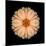 Kaleidoscope Peach Dahlia-David Bookbinder-Mounted Art Print