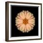 Kaleidoscope Peach Dahlia-David Bookbinder-Framed Art Print