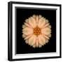 Kaleidoscope Peach Dahlia-David Bookbinder-Framed Art Print