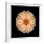 Kaleidoscope Peach Dahlia-David Bookbinder-Framed Art Print