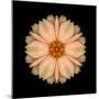 Kaleidoscope Peach Dahlia-David Bookbinder-Mounted Art Print