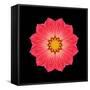 Kaleidoscope Red Daisy-David Bookbinder-Framed Stretched Canvas