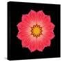 Kaleidoscope Red Daisy-David Bookbinder-Stretched Canvas