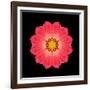 Kaleidoscope Red Daisy-David Bookbinder-Framed Art Print