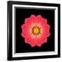 Kaleidoscope Red Daisy-David Bookbinder-Framed Art Print