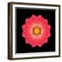 Kaleidoscope Red Daisy-David Bookbinder-Framed Art Print