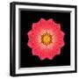 Kaleidoscope Red Daisy-David Bookbinder-Framed Art Print