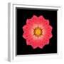 Kaleidoscope Red Daisy-David Bookbinder-Framed Art Print