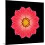 Kaleidoscope Red Daisy-David Bookbinder-Mounted Art Print