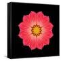 Kaleidoscope Red Daisy-David Bookbinder-Framed Stretched Canvas
