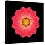 Kaleidoscope Red Daisy-David Bookbinder-Stretched Canvas