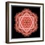 Kaleidoscope Rose-David Bookbinder-Framed Art Print