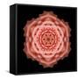 Kaleidoscope Rose-David Bookbinder-Framed Stretched Canvas