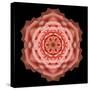 Kaleidoscope Rose-David Bookbinder-Stretched Canvas