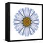 Kaleidoscope White Daisy-David Bookbinder-Framed Stretched Canvas