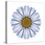 Kaleidoscope White Daisy-David Bookbinder-Stretched Canvas