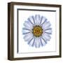 Kaleidoscope White Daisy-David Bookbinder-Framed Art Print