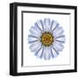 Kaleidoscope White Daisy-David Bookbinder-Framed Art Print