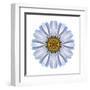 Kaleidoscope White Daisy-David Bookbinder-Framed Art Print