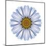 Kaleidoscope White Daisy-David Bookbinder-Mounted Art Print