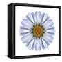 Kaleidoscope White Daisy-David Bookbinder-Framed Stretched Canvas