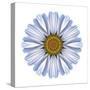 Kaleidoscope White Daisy-David Bookbinder-Stretched Canvas