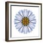 Kaleidoscope White Daisy-David Bookbinder-Framed Art Print