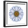 Kaleidoscope White Daisy-David Bookbinder-Framed Art Print