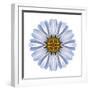 Kaleidoscope White Daisy-David Bookbinder-Framed Art Print