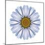 Kaleidoscope White Daisy-David Bookbinder-Mounted Art Print