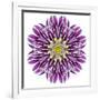 Kaleidoscopic Chrystanthemum Flower Mandala-tr3gi-Framed Premium Giclee Print