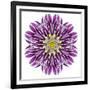 Kaleidoscopic Chrystanthemum Flower Mandala-tr3gi-Framed Premium Giclee Print