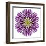 Kaleidoscopic Chrystanthemum Flower Mandala-tr3gi-Framed Art Print